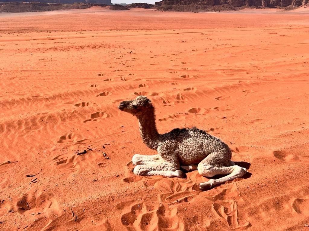 Wadi Rum Sky Tours & Camp Exterior foto